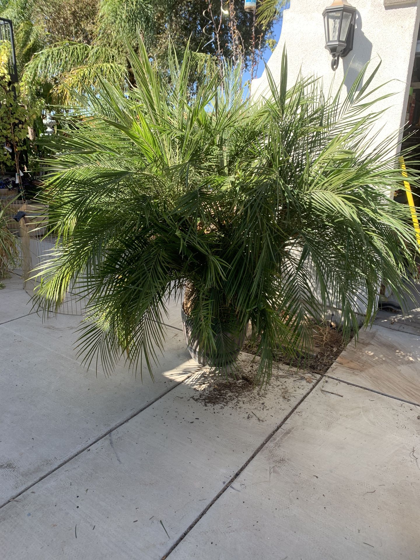Phoenix Palm Tree 6 Feet Tall