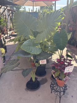 Giant Giant Elephant Ears