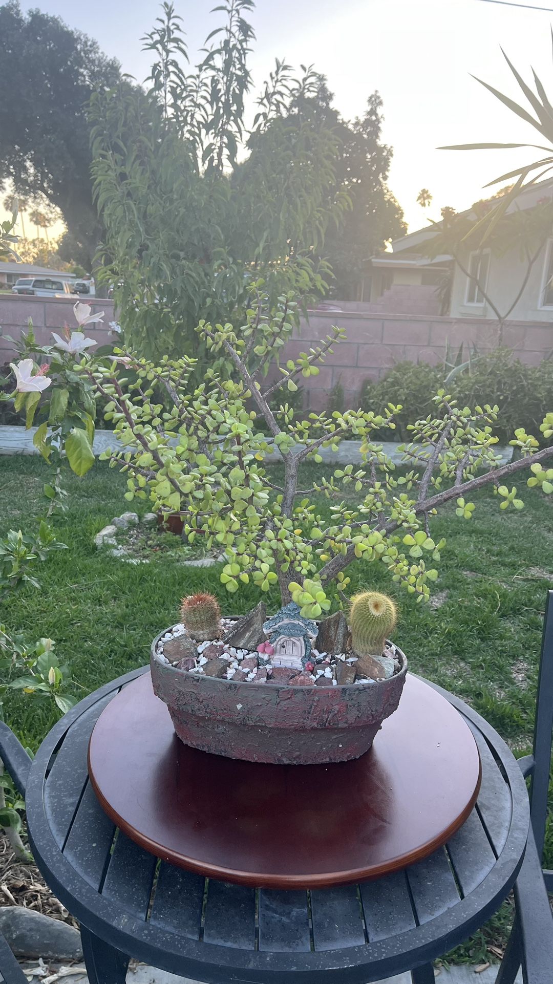 Very Healthy Portulacaria Money Succulent And Cactus In Rustic Vase