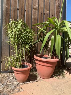 Plants