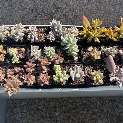 Small Succulent Plants