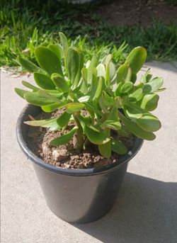 $3 succulent