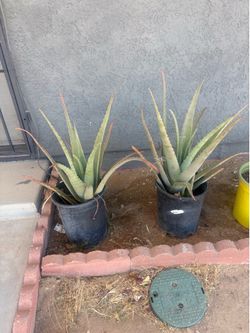 Alovera plans $10.00 each