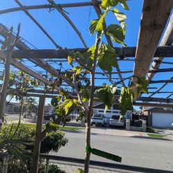 White Long Fruit Pakistan Mulberry Tree 