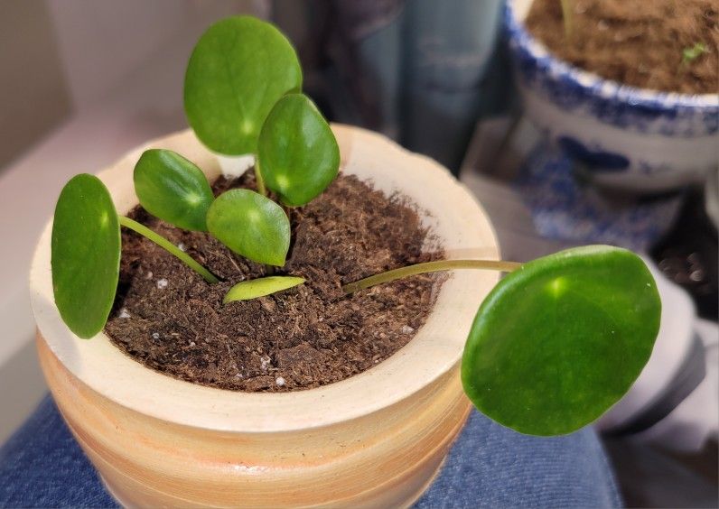 Chinese Money Plant *with* Pot