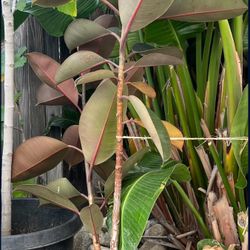 Ficus elastica Burgundy Rubber Plant In Pot