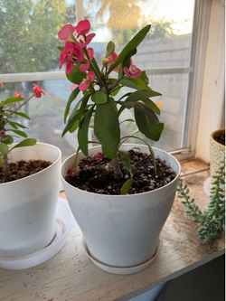 Plants for sale