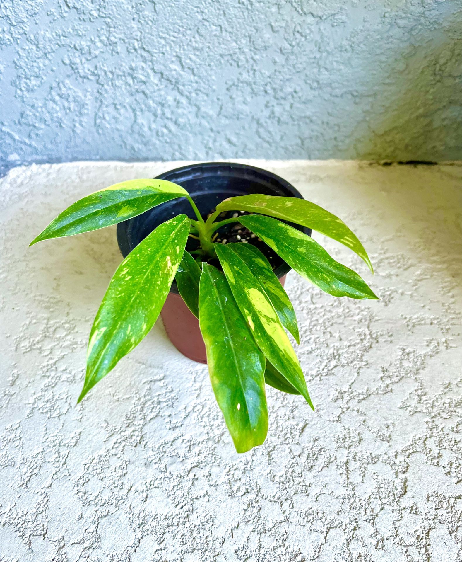 Philodendron Ring Of Fire Plant
