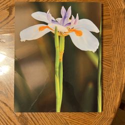 Arizona beauty TSP 1001