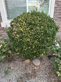 Plant for free