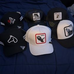 Animals hats