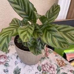  One Plant $12