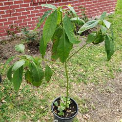 Avocado Plants