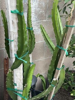 Dragon Fruit Tree 
