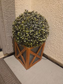 Plant Decor