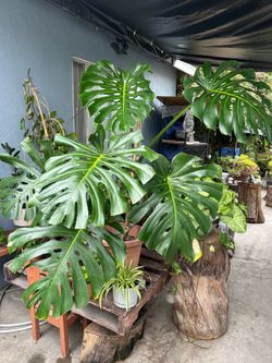 Monstera de Ojas gigantes plants indoor