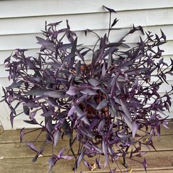 Purple Queen/Heart BIG plant