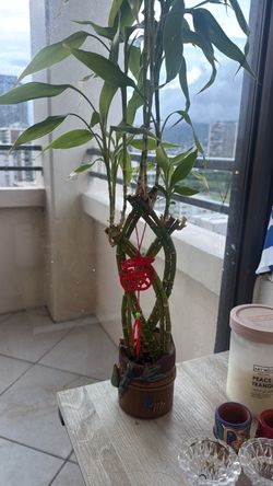 Large Lucky Bamboo Plant with Decorative Pot