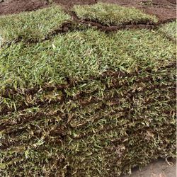 Grass Sod