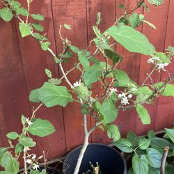 Turkey Berry Plant ( Sundikai)