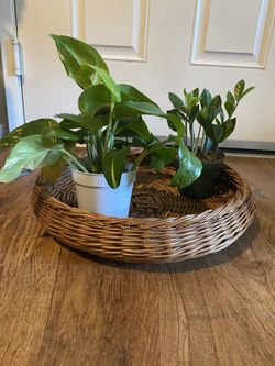 Catch all/ basket/tray (plants not included)