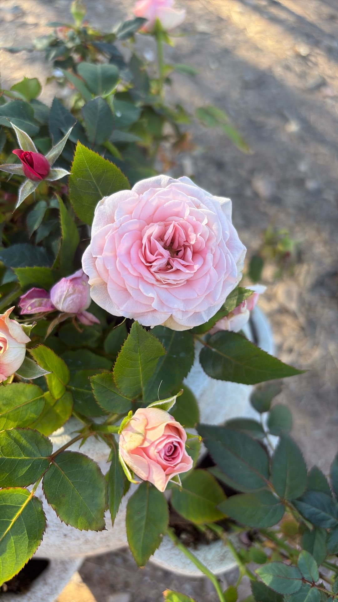 Mini Roses for Sale in Sun City, AZ - OfferUp