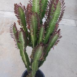 Succulent Cactus 20 Dlls Low Price 