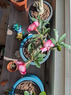 Free Adeniums