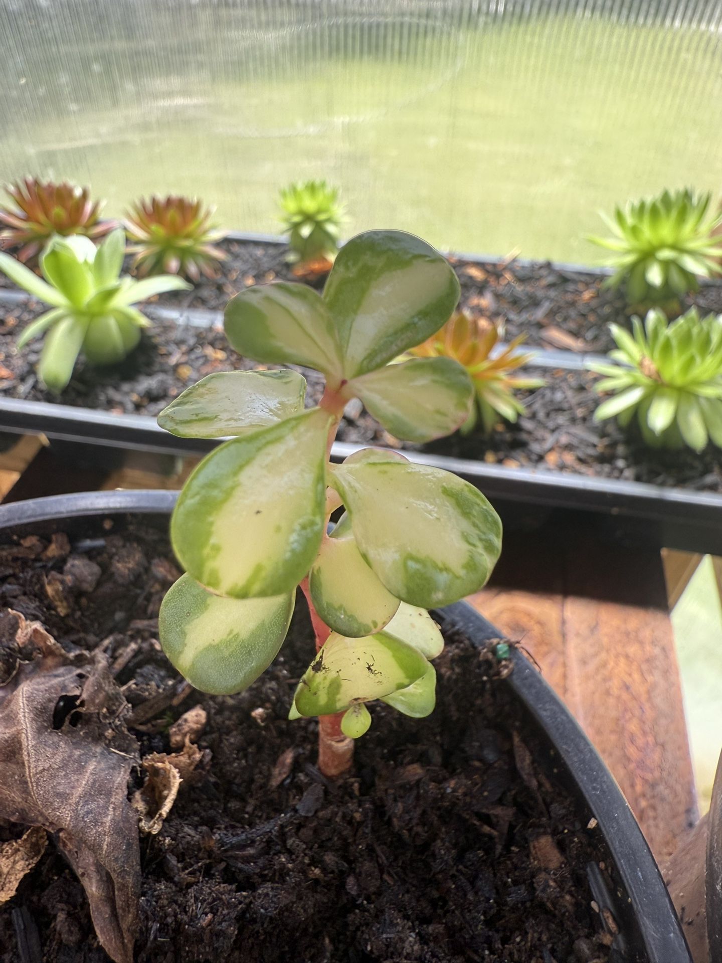 Succulent Mini