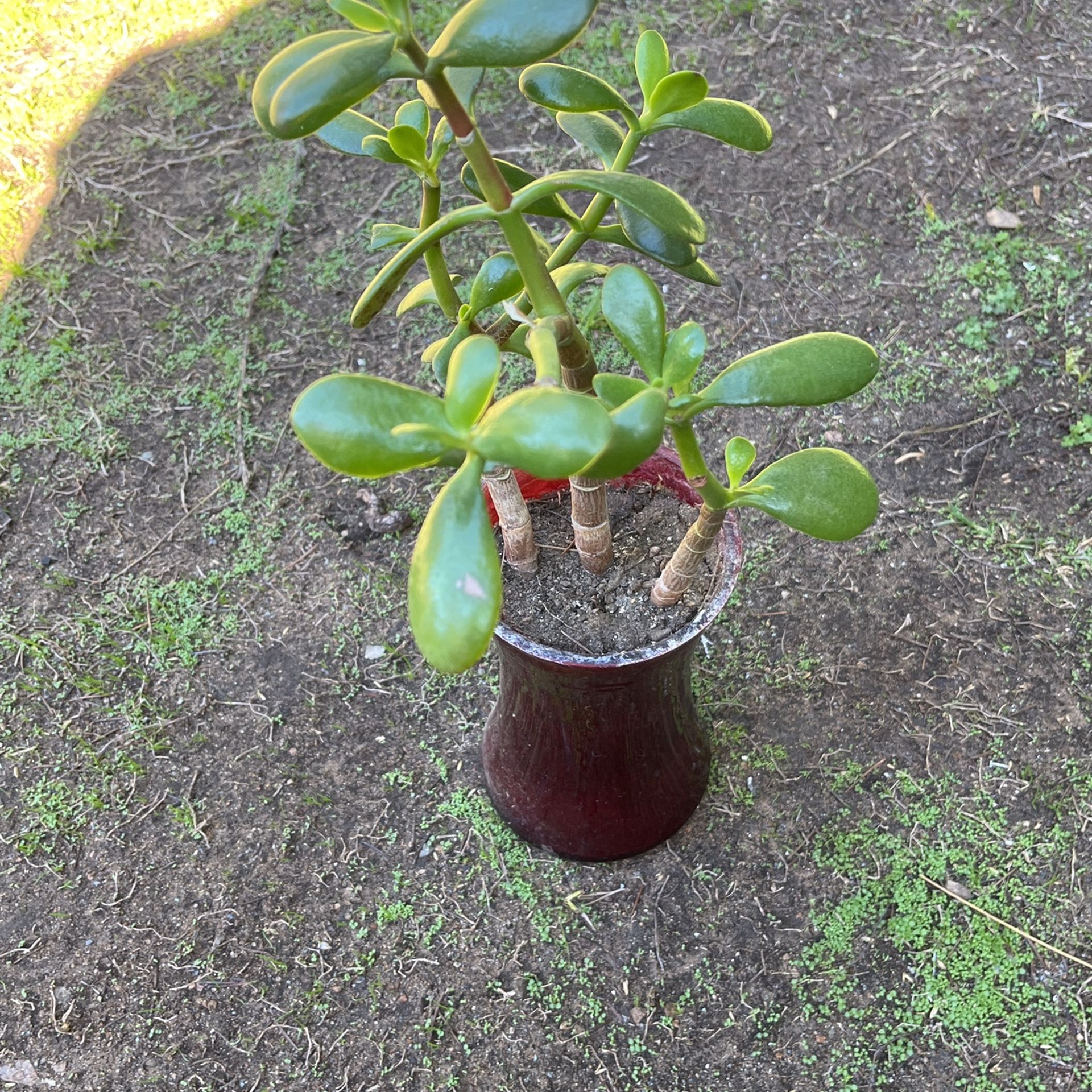 Jade Plant In A Ceramic Pot