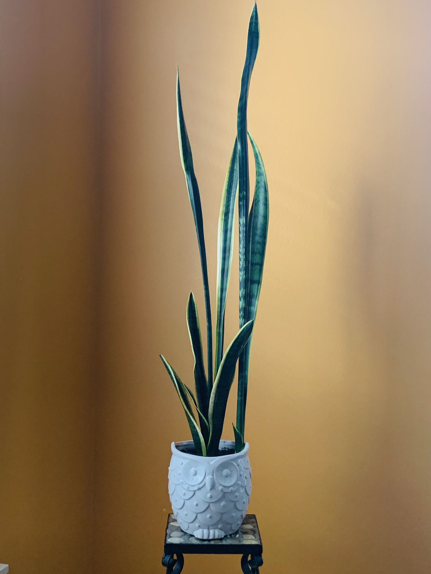 Live Indoor Sansevieria Snake House Plant in A Ceramic Pot with Drainage
