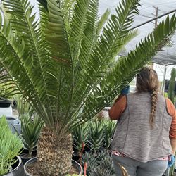 Gigantic Cycad In 25 Gallon Pot $1800 