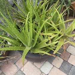 Huge Pot Full Of Aloe plants. 