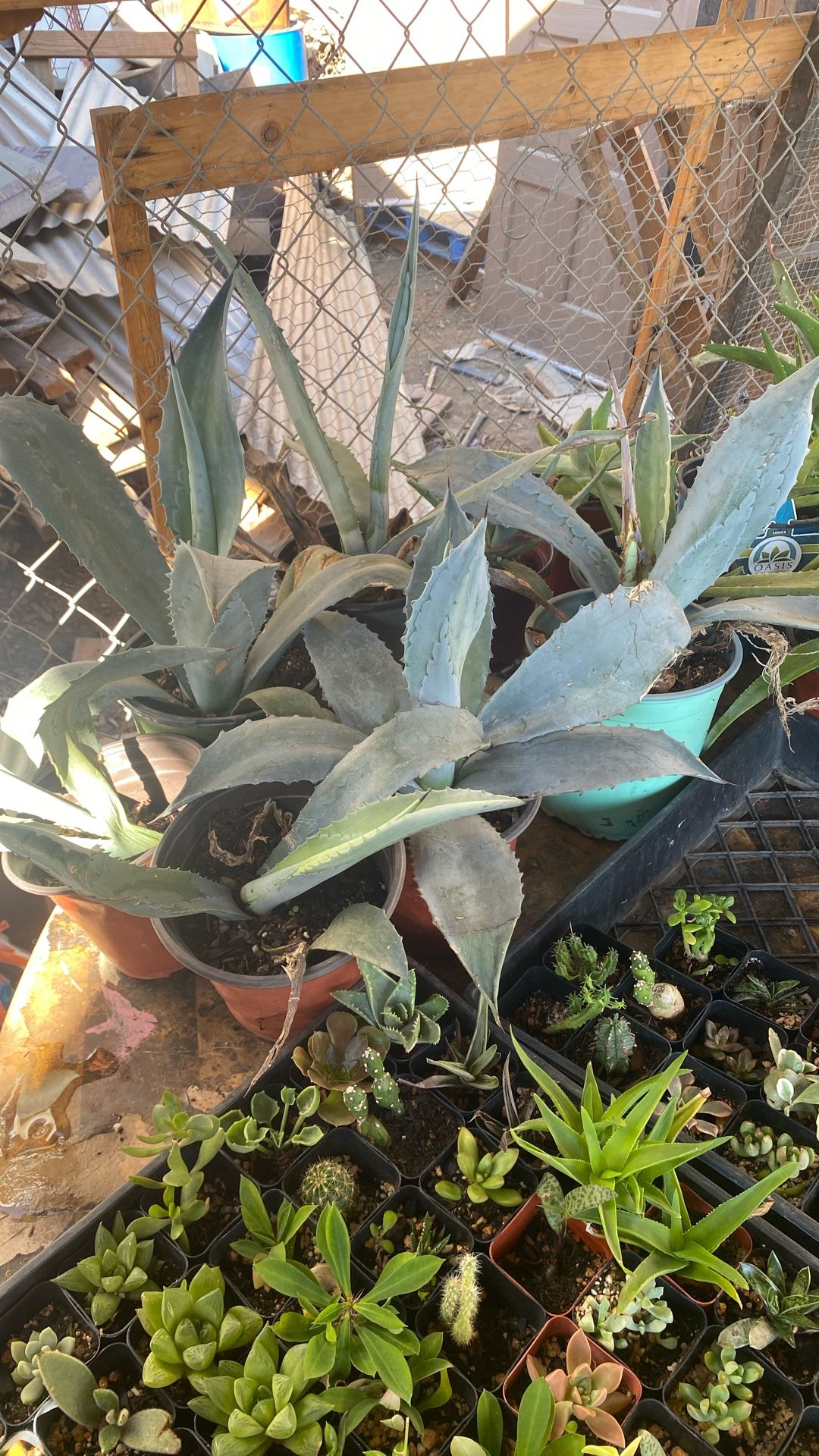 Century Plant Agave