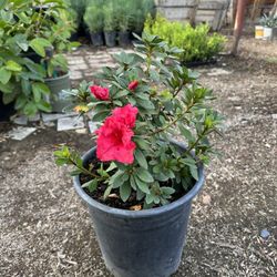 Azalea