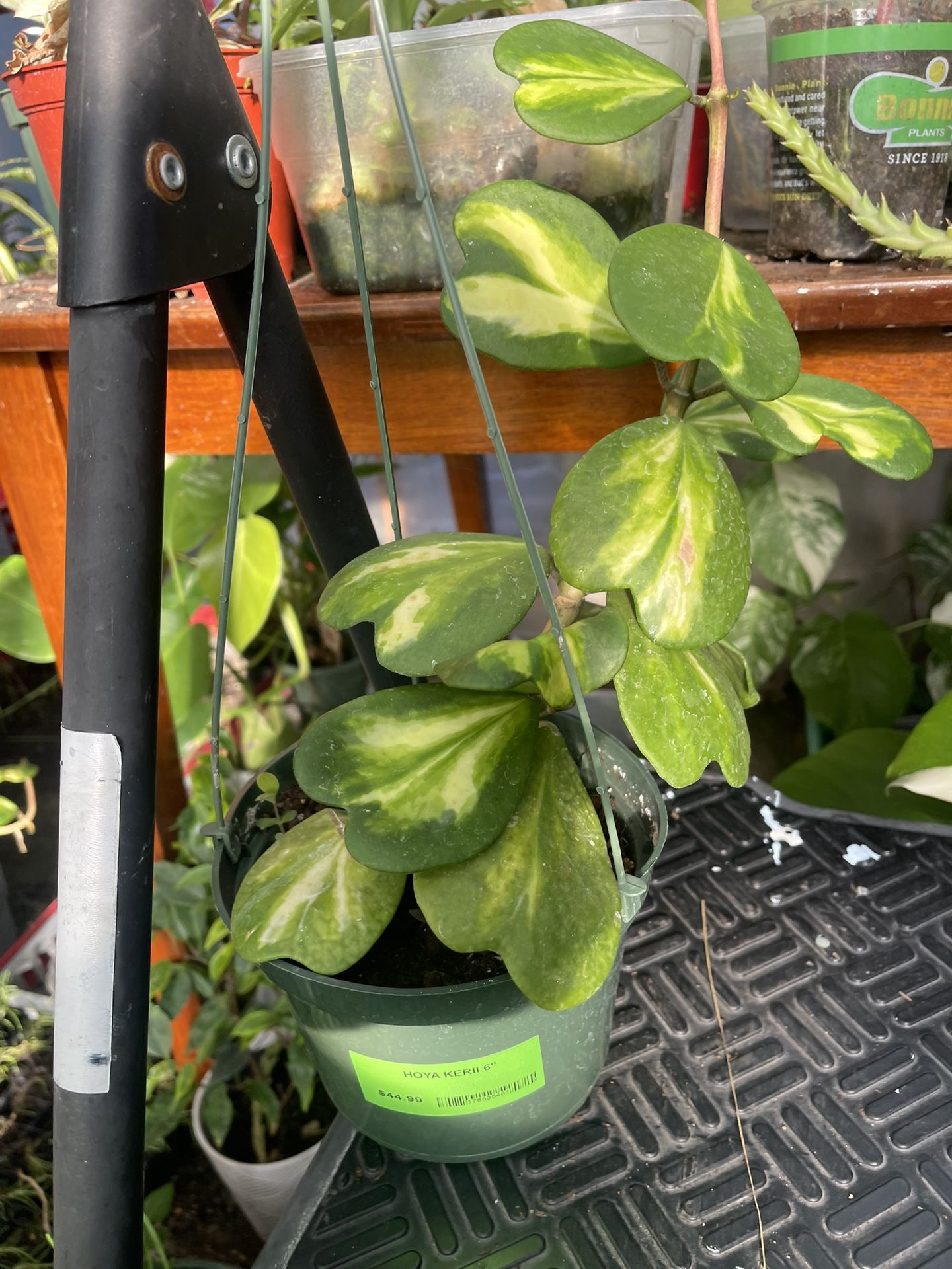 Variegated Hoya Kerri Plant
