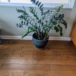Healthy ZZ Plant