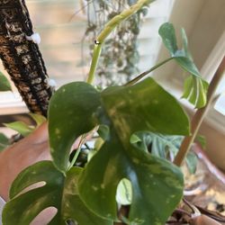Variegated Tetrasperma Plant Cutting (pls Read Description Below)