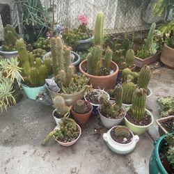 Cactus for sale