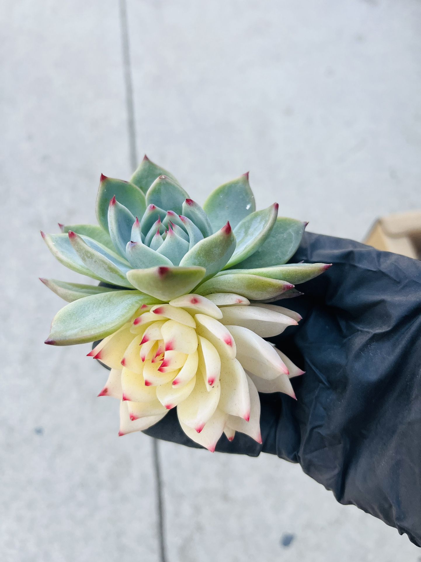 Echeveria Chi qua qua  Variegated Imported Korea 