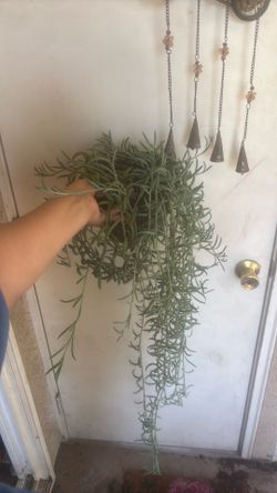 Large Fish Hook Succulent