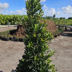 Japanese Blueberry  about  7 feet tall staring  $80