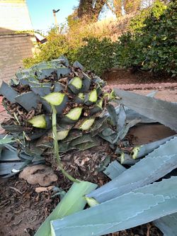 Agua plant heart /root