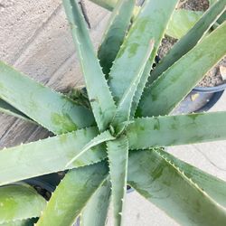 Sábila  Aloe Vera