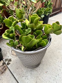 Large succulent