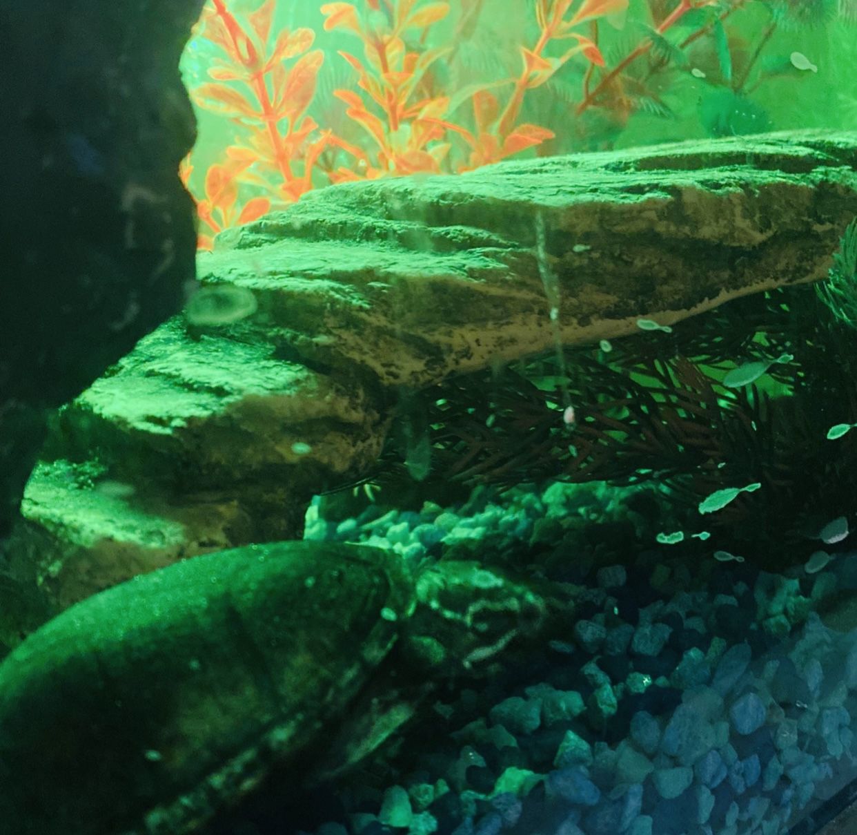 10 Gal Tank And Accessories