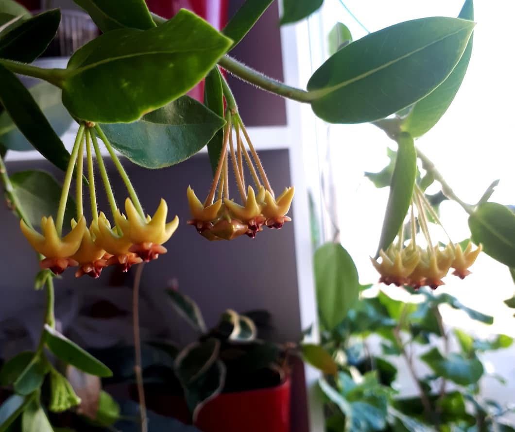 Hoya Cumingiana With Arch And In Ceramic Pot