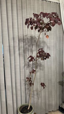 Cooper Plant