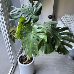 Monstera Houseplant 