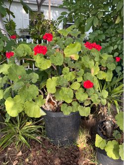 Green plants with flowers